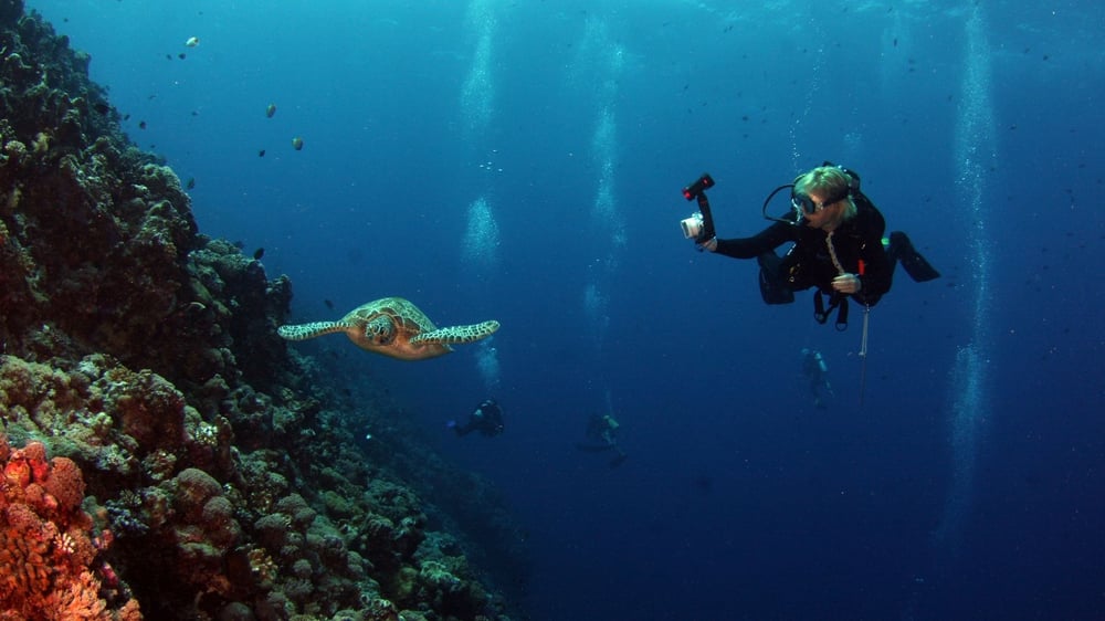 Su Altının Büyüsü: Bodrum'un En İyi Dalış Noktalarını Keşfedin