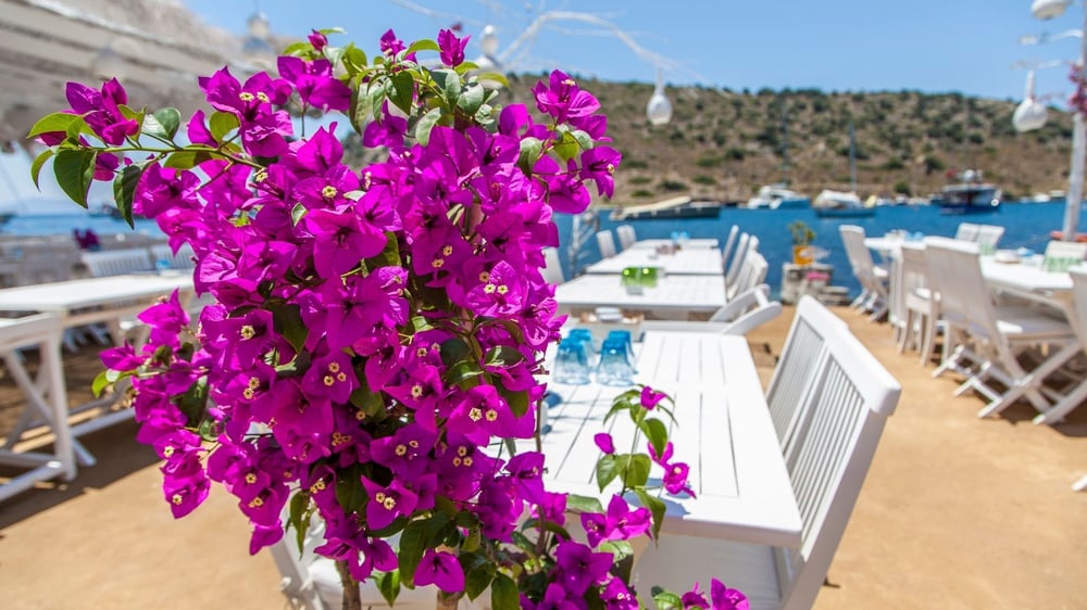 Bodrum'da Bahar Uyanışı: Mandalina Bahçelerinden Sakin Ege Köylerine