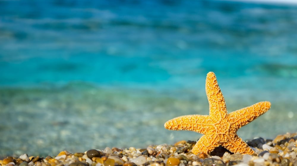 Sarı Yaz: Yazın Son Büyüsünü Keşfetmenin Tam Zamanı