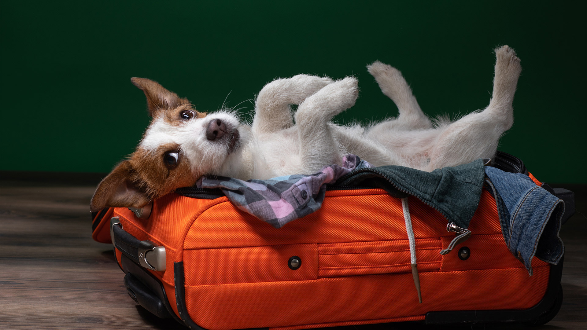 Travel With Your Dog: How to Find Pet Friendly Hotels in Antalya?