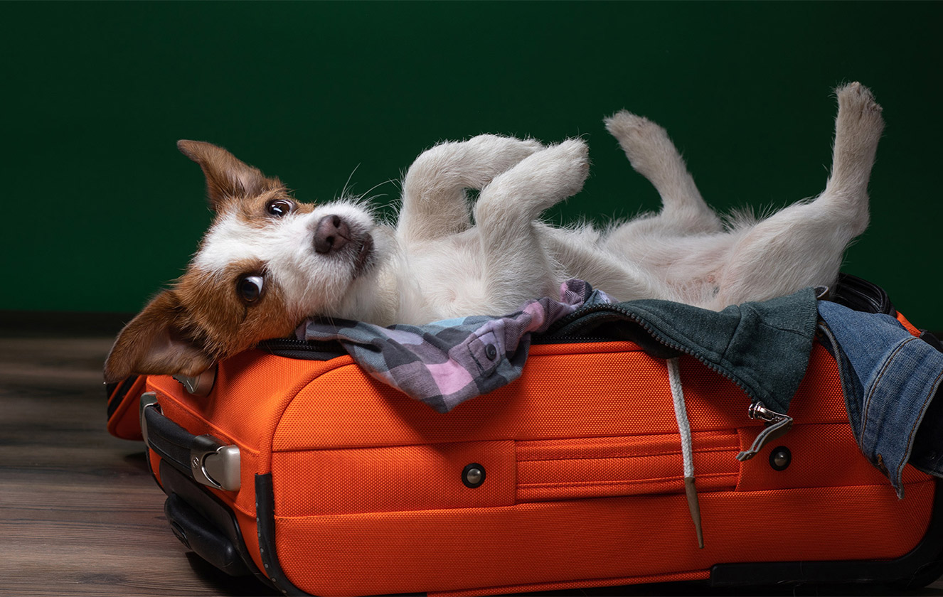 Köpeğinizle Seyahat Edin: Antalya'da Evcil Hayvan Dostu Oteller Nasıl Bulunur?