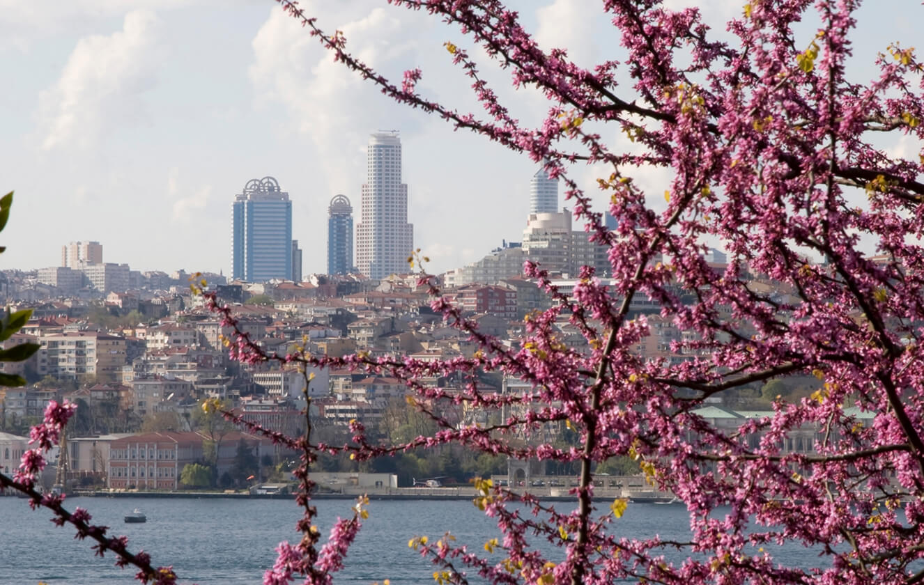 the-marmara-judas-tree-in-istanbul-camlica.jpg